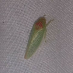 Gyponana octolineata