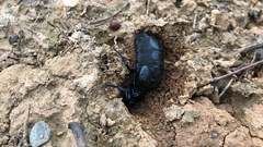 Meloe proscarabaeus