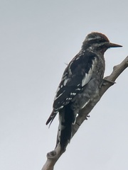 Sphyrapicus nuchalis