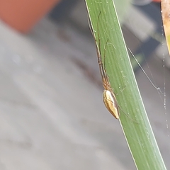 Tetragnatha extensa
