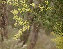 Acacia mucronata longifolia