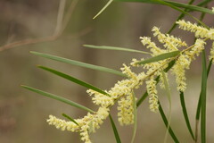 Acacia mucronata longifolia
