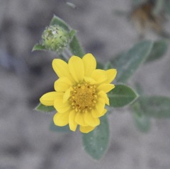 Heterotheca villosa