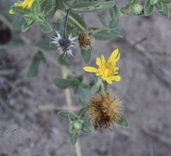 Heterotheca villosa