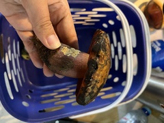 Neoboletus erythropus