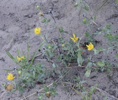 Heterotheca villosa