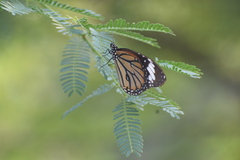 Danaus genutia