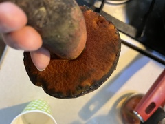 Neoboletus erythropus