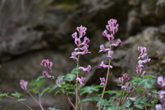 Corydalis