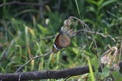 Danaus chrysippus chrysippus