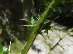 Ptilostemon strictus