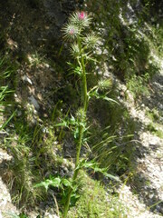 Ptilostemon strictus