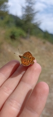 Boloria dia