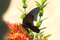 Papilio memnon