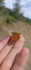 Boloria dia