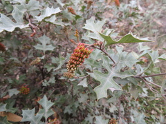 Grevillea dryophylla