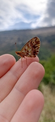 Boloria dia