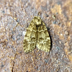 Scaphidriotis xylogramma