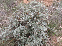 Grevillea dryophylla