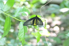 Troides aeacus