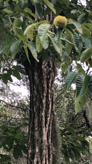 Castanea mollissima