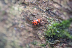 Endomychus coccineus