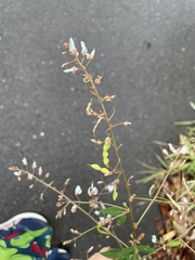 Desmodium paniculatum