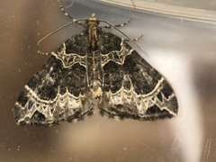 Ecliptopera silaceata