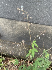 Desmodium paniculatum