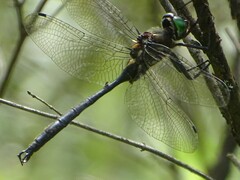 Somatochlora tenebrosa