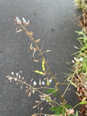 Desmodium paniculatum