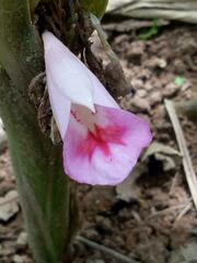 Boesenbergia
