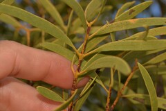 Santalum acuminatum