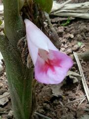 Boesenbergia