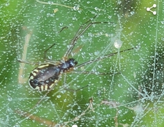 Neriene radiata