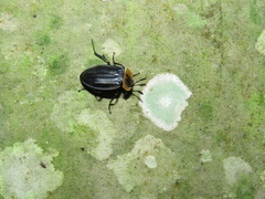 Oxelytrum discicolle