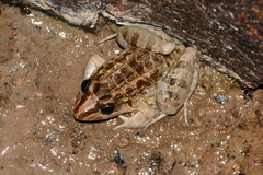 Leptodactylus