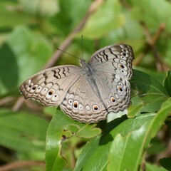 Junonia atlites