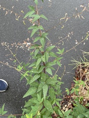 Desmodium paniculatum