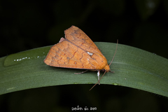Rusicada combinans