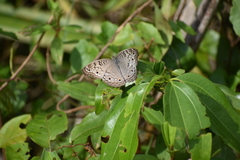 Junonia atlites