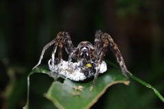 Dolomedes nigrimaculatus