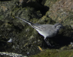 Motacilla alba