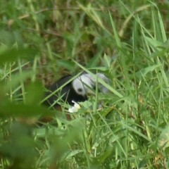 Amaurornis phoenicurus