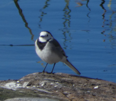 Motacilla alba