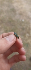 Buprestis octoguttata