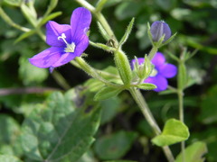 Legousia speculum-veneris