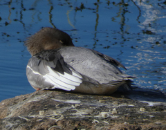 Mergus merganser