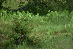 Amaurornis phoenicurus