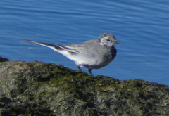 Motacilla alba